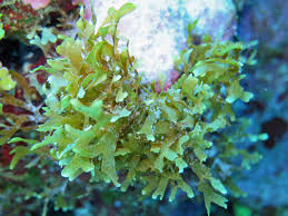 Attēlu rezultāti vaicājumam “Dictydiaethaliaceae”