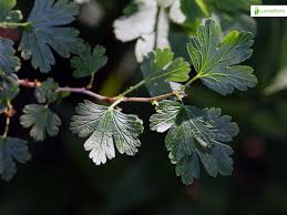 Attēlu rezultāti vaicājumam “Ribes uva-crispa leaf”