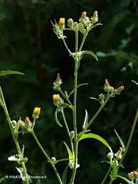 Attēlu rezultāti vaicājumam “Picris hieracioides”