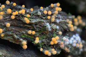 Attēlu rezultāti vaicājumam “Trichia scabra”