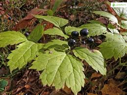 Attēlu rezultāti vaicājumam “Actaea spicata fruit”