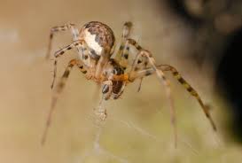 Attēlu rezultāti vaicājumam “Neriene montana”