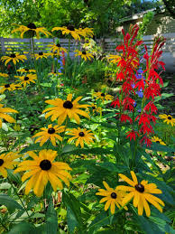 Image result for Rudbeckia fulgida