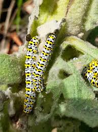 Attēlu rezultāti vaicājumam “Cucullia verbasci larva”