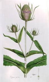 Image result for Dipsacus silvestris