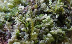 Attēlu rezultāti vaicājumam “Cladopodiella francisci”