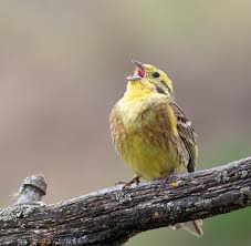 Attēlu rezultāti vaicājumam “Emberiza citrinella male”
