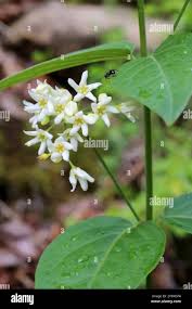 Attēlu rezultāti vaicājumam “Vincetoxicum hirundinaria flower”