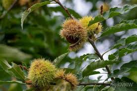 Attēlu rezultāti vaicājumam “Castanea sativa  fruit”