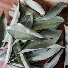 Attēlu rezultāti vaicājumam “Cinna latifolia leaf”