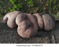 Attēlu rezultāti vaicājumam “Daldinia concentrica”