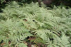 Attēlu rezultāti vaicājumam “Cribraria costata”