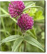 Attēlu rezultāti vaicājumam “Trifolium alpestre”