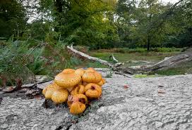 Attēlu rezultāti vaicājumam “Pholiota aurivella”