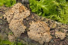 Attēlu rezultāti vaicājumam “Merismodes anomala”