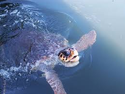 Image result for Caretta caretta