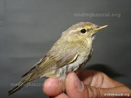 Image result for Phylloscopus ibericus