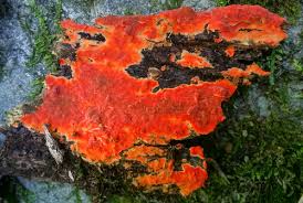 Attēlu rezultāti vaicājumam “Peniophora rufa”