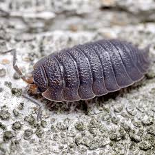 Attēlu rezultāti vaicājumam “Porcellio scaber”