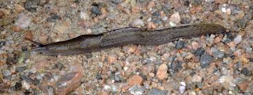 Attēlu rezultāti vaicājumam “Limax cinereoniger”