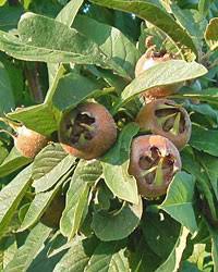 Attēlu rezultāti vaicājumam “Mespilus germanica fruit”