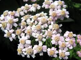 Attēlu rezultāti vaicājumam “Achillea salicifolia flower”