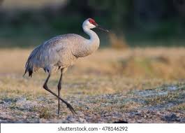 Image result for Grus canadensis