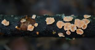 Attēlu rezultāti vaicājumam “Aleurodiscus amorphus”