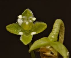 Attēlu rezultāti vaicājumam “Sagina procumbens flower”