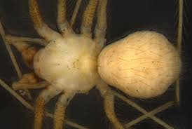 Attēlu rezultāti vaicājumam “Theridiidae”