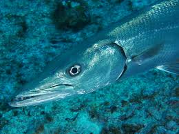 Image result for Sphyraena barracuda