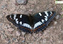 Attēlu rezultāti vaicājumam “Limenitis populi upperside”