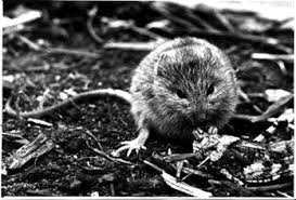 Attēlu rezultāti vaicājumam “Sicista betulina”