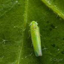 Attēlu rezultāti vaicājumam “Empoasca sp.”