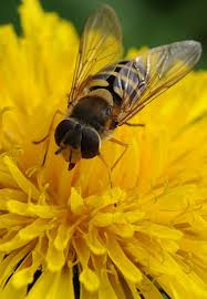 Attēlu rezultāti vaicājumam “Badhamia lilacina young”