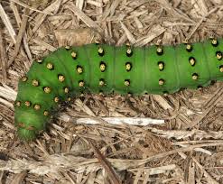 Attēlu rezultāti vaicājumam “Saturnia pavonia cocoon”