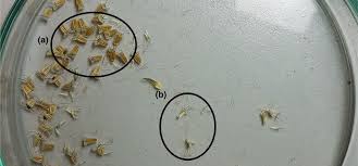 Attēlu rezultāti vaicājumam “Scabiosa ochroleuca”