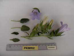 Image result for Campanula formanekiana
