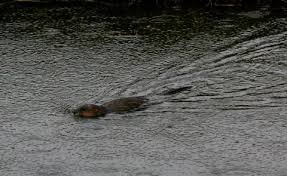 Attēlu rezultāti vaicājumam “Ondatra zibethicus”