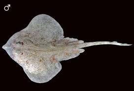 Image result for Leucoraja