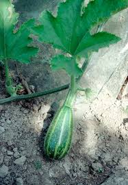 Attēlu rezultāti vaicājumam “Cucurbita pepo leaf”