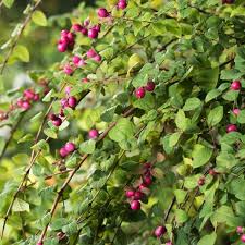 Attēlu rezultāti vaicājumam “Symphoricarpos x chenaultii”