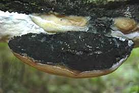 Attēlu rezultāti vaicājumam “Phellinus nigricans”