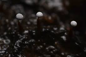 Attēlu rezultāti vaicājumam “Didymium melanospermum macro”