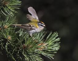 Attēlu rezultāti vaicājumam “Regulus regulus adult”