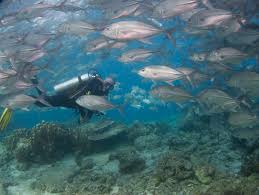 Image result for Haslemere Sub Aqua Club