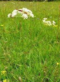 Attēlu rezultāti vaicājumam “Peucedanum oreoselinum leaf”