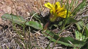 Attēlu rezultāti vaicājumam “Taraxacum suecicum”