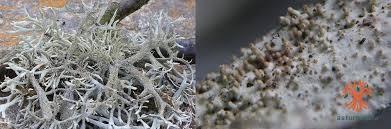 Attēlu rezultāti vaicājumam “Cetraria sepincola”