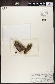 Attēlu rezultāti vaicājumam “Pertusaria coccodes”